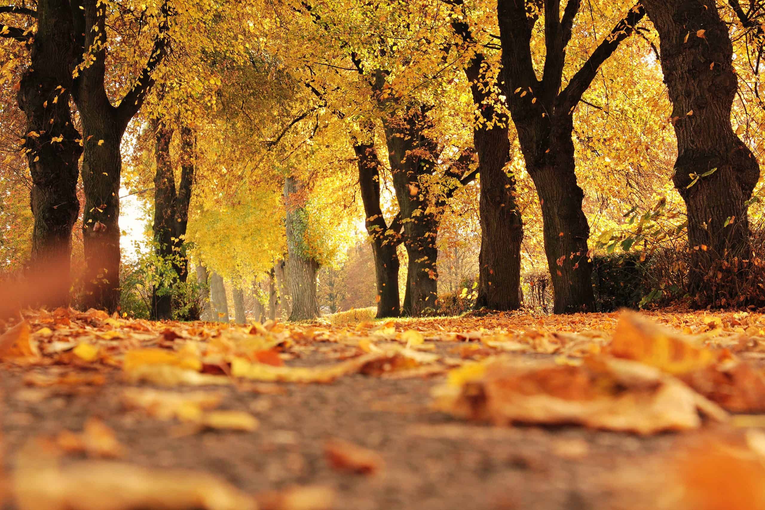 Mehr über den Artikel erfahren Der Herbst des Lebens: Herbst ist das, was Du selbst draus machst!
